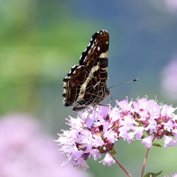 Close-up of butterfly perching on flower