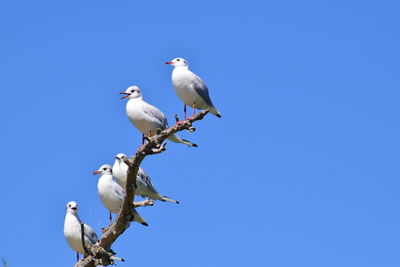 Low angle view of seagulls perching on the sky