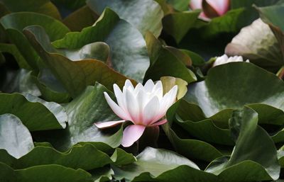 Close-up of lotus water lily