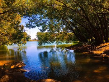 Reflection of trees in lake