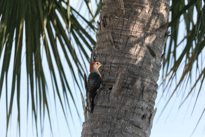 Low angle view of bird perching on palm tree