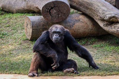 Portrait of monkey sitting on log in zoo