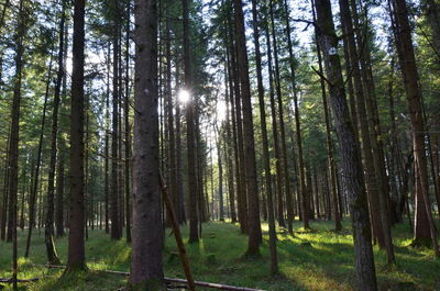 Trees in forest