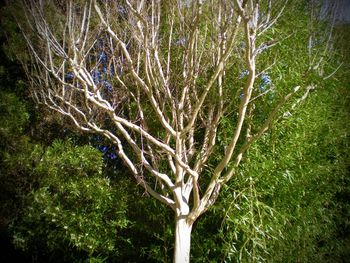 Trees growing in park