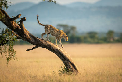 Cheetah standing on tree trunk