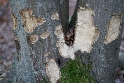 Full frame shot of tree trunk