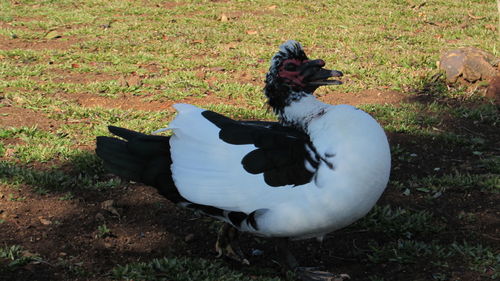 High angle view of duck on field