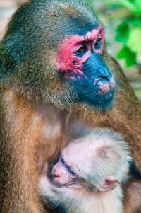 Close-up of a mother monkey with white baby