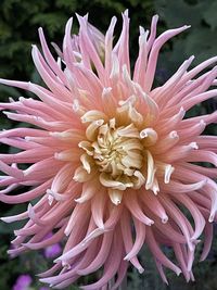 Close-up of pink dahlia flower