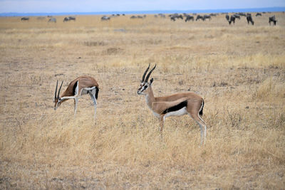 Side view of deer on field