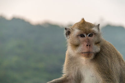 Close-up portrait of monkey against blurred background