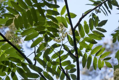 Low angle view of fresh green leaves against sky