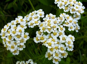 Close-up of white flowering plant