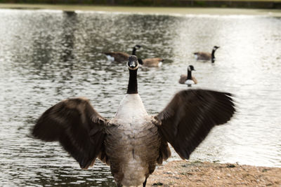 Duck with spread wings against river