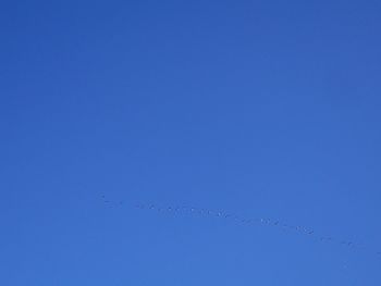 Low angle view of birds flying in sky