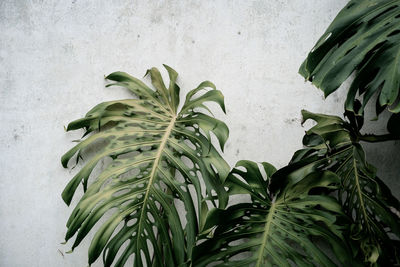 Close-up of fresh green leaves against wall