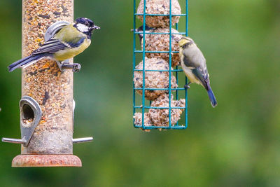 Close-up of birds perching on feeder