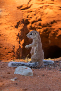 View of a reptile sitting on land