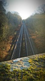 Railroad tracks in forest