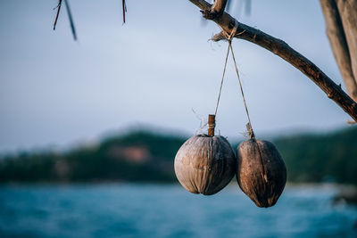 Close-up of fruits hanging on tree against sky