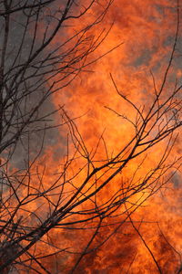 Bare trees against cloudy sky at sunset