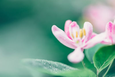 Close-up of pink flowering plant