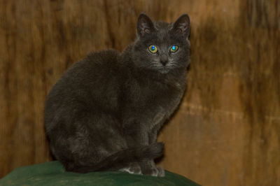 Close-up portrait of cat sitting