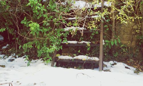 Plants growing on snow covered landscape