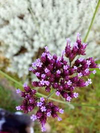 Close-up of pink flowers