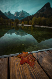 Close-up of autumn leaves in lake