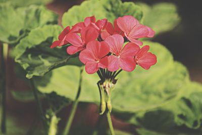 Close-up of red flowering plant