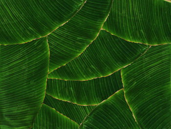 Banana leaf background