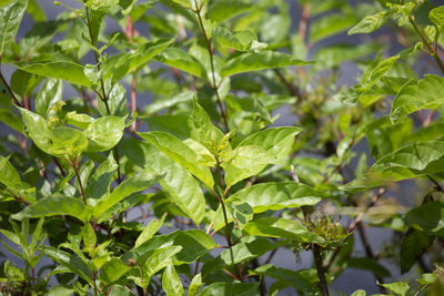 Green plant near a lake shore