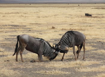 Wildebeest fighting on field