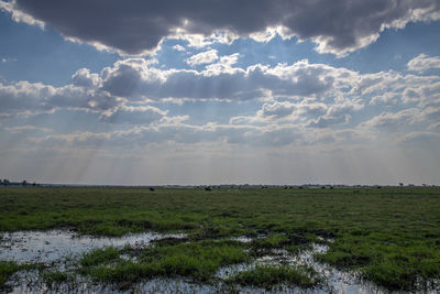 Scenic view of field against sky