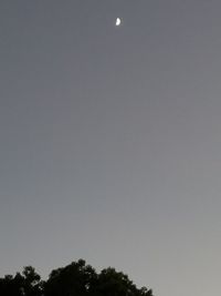 Low angle view of silhouette trees against clear sky at night