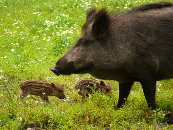Side view of a pig with piglets