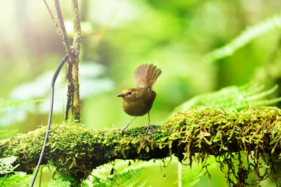 Close-up of bird perching on plant