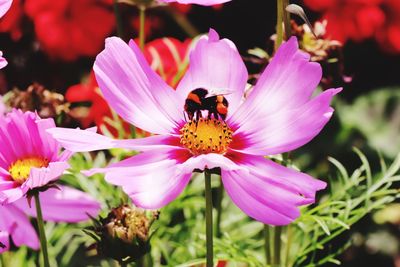 Close-up of bee pollinating on pink flower