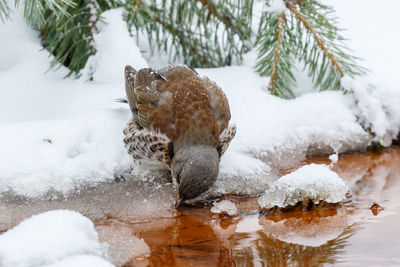 Close-up of animal in snow