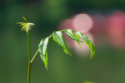 Close-up of leaves