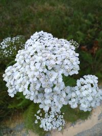 Close-up of white flowers growing on plant