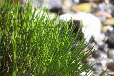 Close-up of leaves