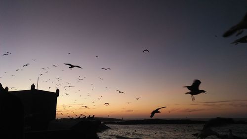 Silhouette birds flying over sea against sky