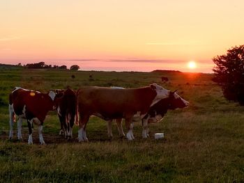 Cows on field against sky during sunset