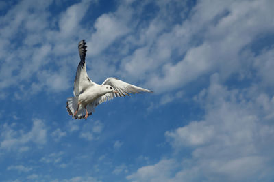 Low angle view of seagull flying