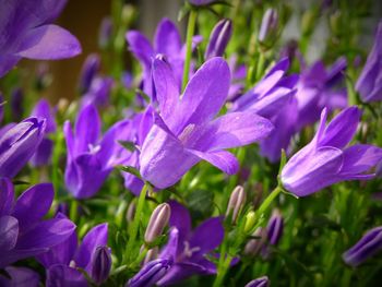 Close-up of purple flowers