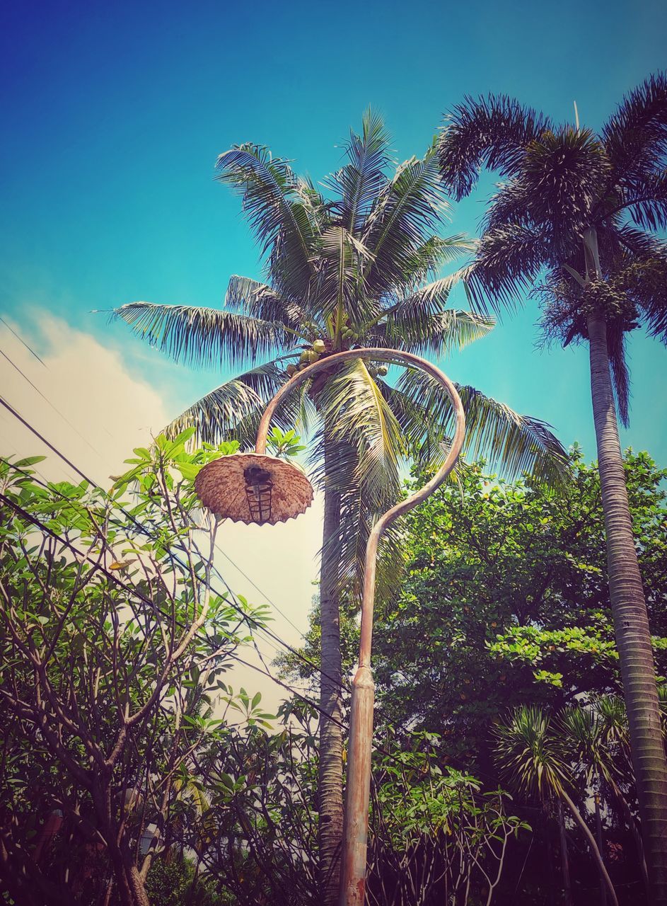 old street light Street Light Streetlighting Streetlights And Sky Street Light Photography Street Light & Tree Street Light And Sky Street Light With Blue Sky Tree Trees Coconut Palm Tree Coconut Tree Coconut Palm Tree Coconut Leaf Coconuttree Sky Sky And Trees Skyblue Outdoor Outdoor Photography Outdoors Photography