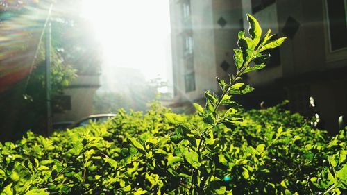 Close-up of plant against window