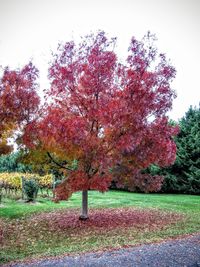 Trees in park during autumn